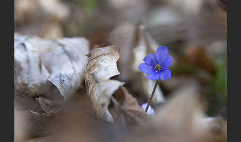 Leberblümchen (Hepatica nobilis)