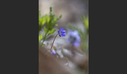 Leberblümchen (Hepatica nobilis)