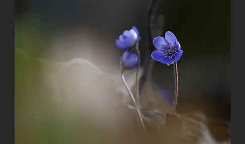 Leberblümchen (Hepatica nobilis)