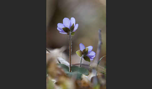 Leberblümchen (Hepatica nobilis)