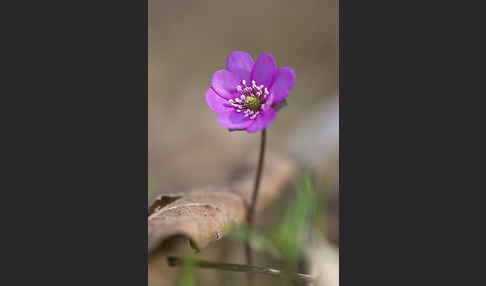 Leberblümchen (Hepatica nobilis)