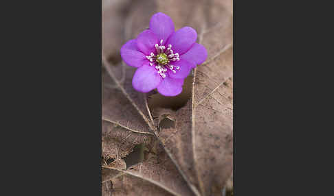 Leberblümchen (Hepatica nobilis)