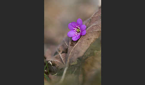 Leberblümchen (Hepatica nobilis)