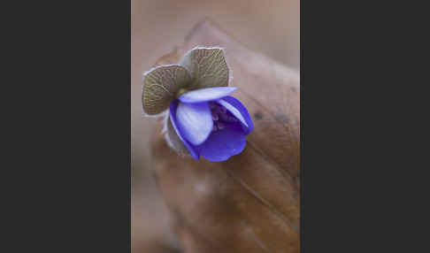 Leberblümchen (Hepatica nobilis)