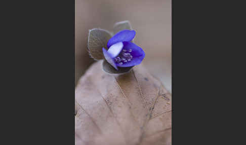 Leberblümchen (Hepatica nobilis)