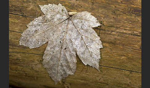 Berg-Ahorn (Acer pseudoplatanus)