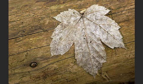 Berg-Ahorn (Acer pseudoplatanus)