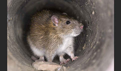 Wanderratte (Rattus norvegicus)