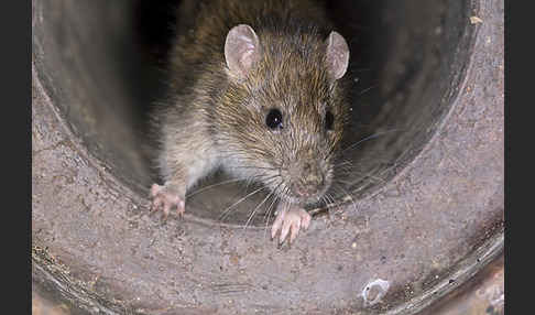 Wanderratte (Rattus norvegicus)