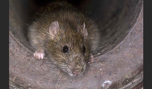 Wanderratte (Rattus norvegicus)