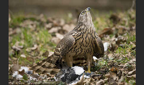 Habicht (Accipiter gentilis)