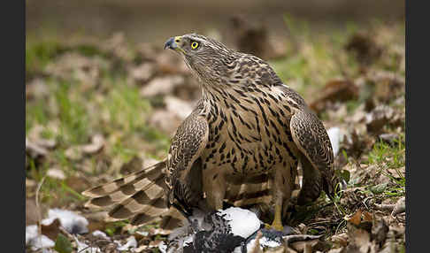 Habicht (Accipiter gentilis)