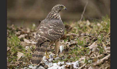 Habicht (Accipiter gentilis)