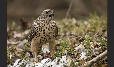 Habicht (Accipiter gentilis)