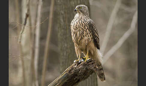 Habicht (Accipiter gentilis)