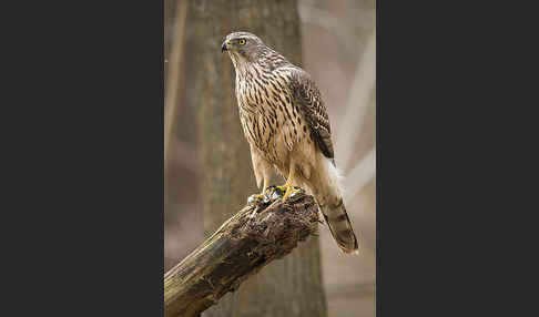 Habicht (Accipiter gentilis)