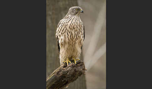 Habicht (Accipiter gentilis)