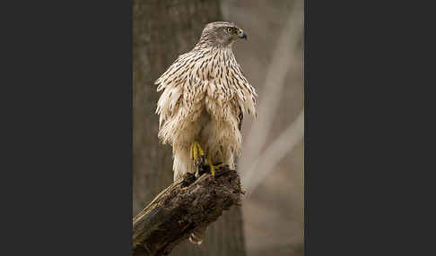 Habicht (Accipiter gentilis)