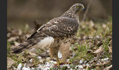 Habicht (Accipiter gentilis)