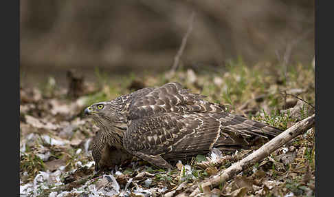 Habicht (Accipiter gentilis)