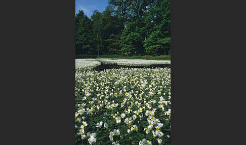 Schild-Wasser-Hahnenfuß (Ranunculus peltatus)