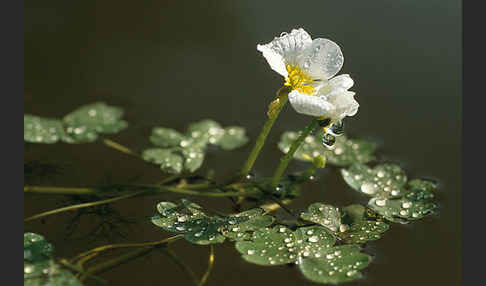 Schild-Wasser-Hahnenfuß (Ranunculus peltatus)