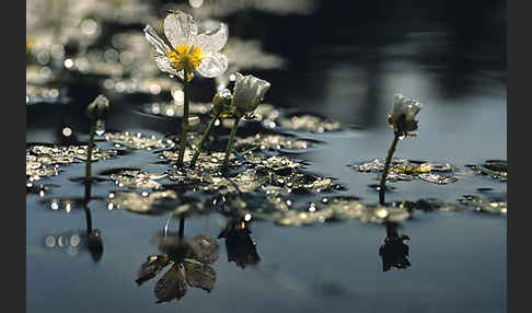 Schild-Wasser-Hahnenfuß (Ranunculus peltatus)