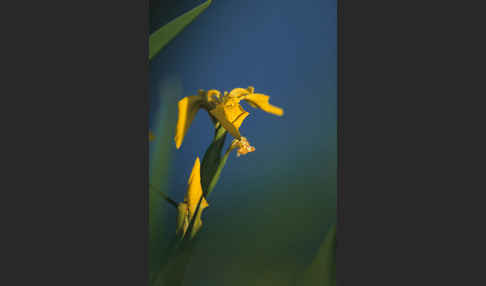 Wasser-Schwertlilie (Iris pseudacorus)