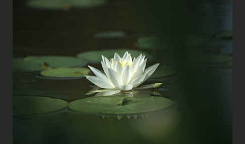 Glänzende Seerose (Nymphaea candida)