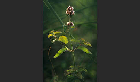 Wasser Minze (Mentha aquatica)