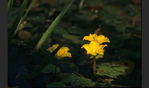 Seekanne (Nymphoides peltata)