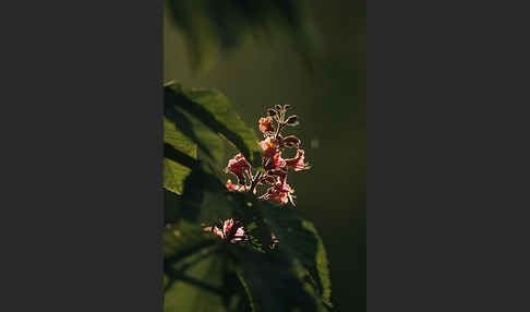 Rotblühende Roßkastanie (Aesculus x carnea)