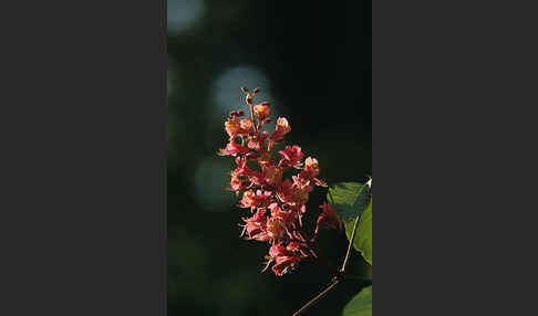 Rotblühende Roßkastanie (Aesculus x carnea)