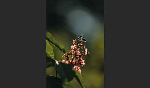 Rotblühende Roßkastanie (Aesculus x carnea)