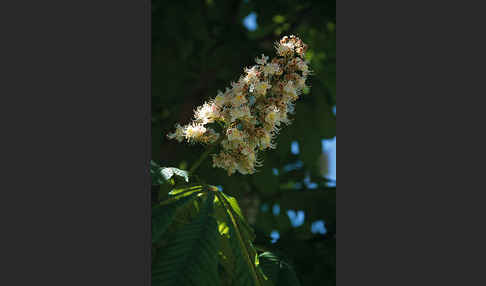 Weiße Roßkastanie (Aesculus hippocastanum)