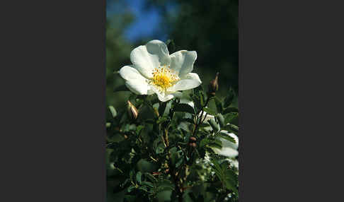 Hunds-Rose (Rosa canina)