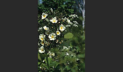 Hunds-Rose (Rosa canina)