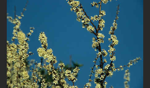 Schlehe (Prunus spinosa)