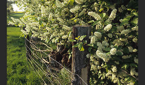 Gewöhnliche Traubenkirsche (Prunus padus)