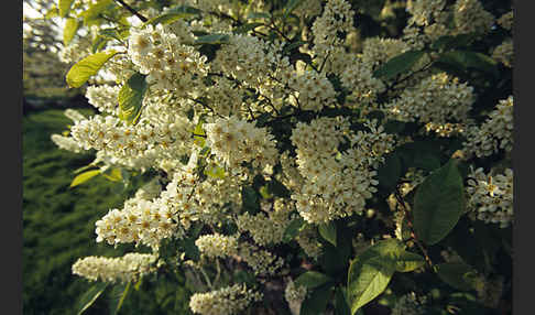 Gewöhnliche Traubenkirsche (Prunus padus)