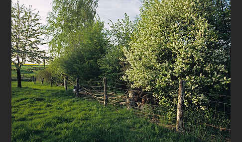 Gewöhnliche Traubenkirsche (Prunus padus)