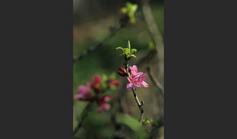 Seidelbast (Daphne mezereum)