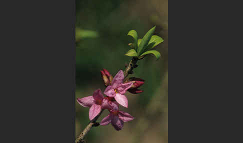 Seidelbast (Daphne mezereum)