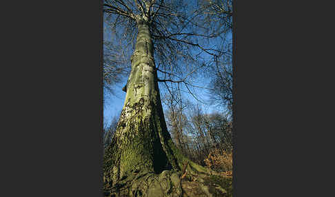 Rot-Buche (Fagus sylvatica)