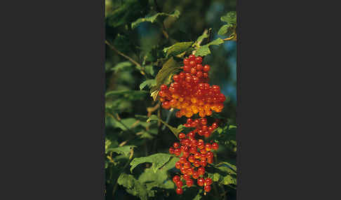 Gemeiner Schneeball (Viburnum opulus)