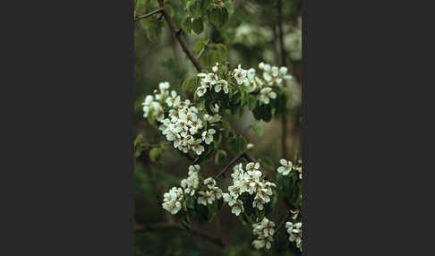 Wilder Birnbaum (Pyrus pyraster)