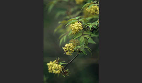 Trauben-Holunder (Sambucus racemosa)