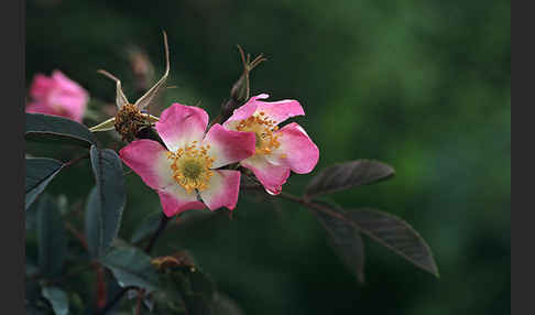 Blaugrüne Rose (Rosa glauca)