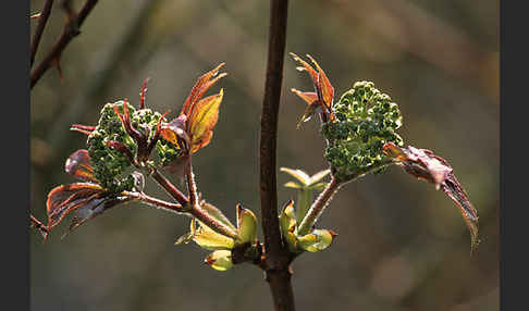 Gemeiner Schneeball (Viburnum opulus)
