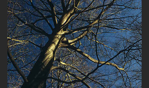 Rot-Buche (Fagus sylvatica)